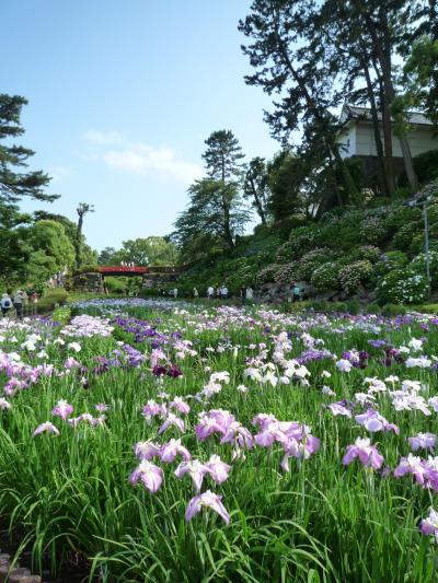 2009"★小田原城花菖蒲まつり★と城址公園へぶらりお散歩♪