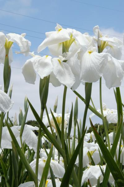 素敵な山田池公園行き01・前編～花菖蒲園