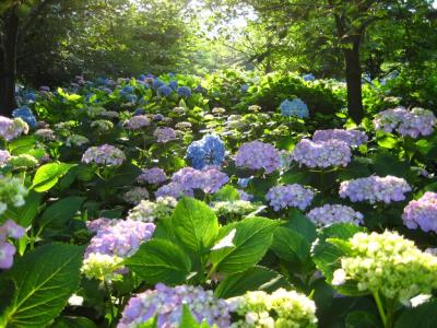 あじさい日記（和・外国種）　6月中旬の相模原北公園