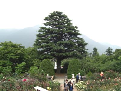 のんびり過ごせる素敵な公園～箱根強羅公園