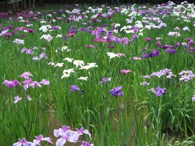 ～明治神宮　花菖蒲～花菖蒲をあじわう旅（日帰り）