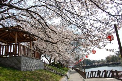 倉敷市酒津の花見