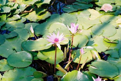 草津市立水生植物園　みずの森