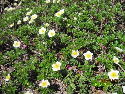 蔵王・高山の花たちを訪ねて