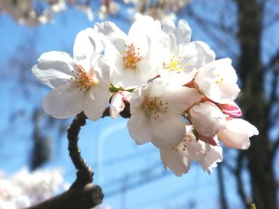 東京都北区王子は　サクラの時期でした