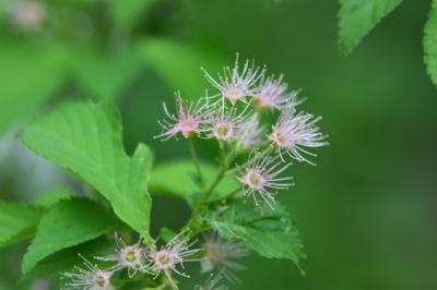 梅雨入りの信州(9) 上高地の木々 ～2009年6月～