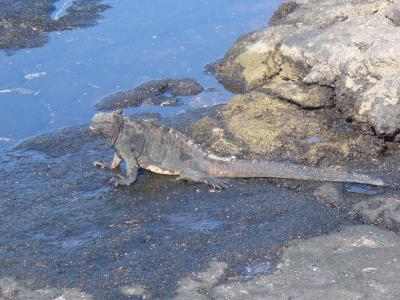 ガラパゴスに関する旅行記・ブログ(6ページ)【フォートラベル ガラパゴスに関する旅行記・ブログ(6ページ)【フォートラベル