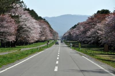 北海道の桜を求めて2009 4th Challenge (4)静内　二十間道路桜並木