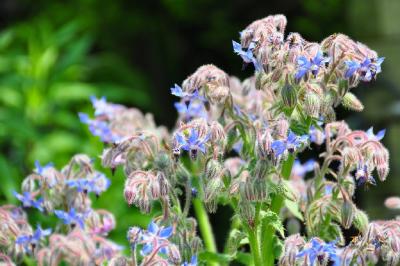 It's a macro world　 植 物 編