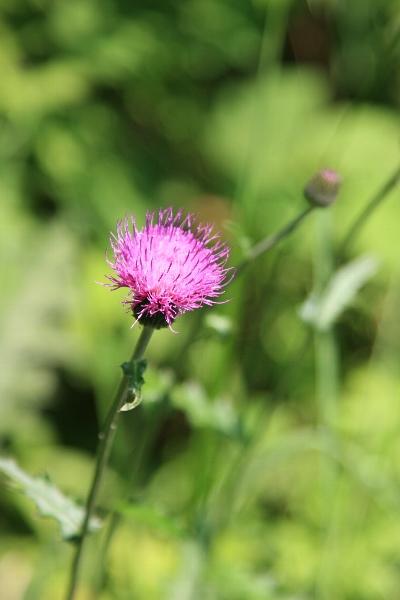 小さな旅●豊田市松嶺ささゆりの里-2・野の花 民家に咲く花