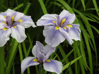 北陸１泊２日温泉旅行。。。その１０「頼成（らんじょう）の森の花しょうぶ祭り」