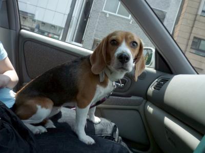 舎人公園ドッグランへGO