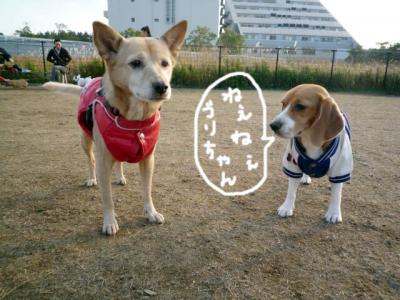 辰巳の森ドッグランへGO