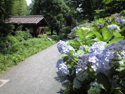 府中の森であじさいまつり