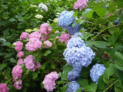 矢田寺のアジサイ