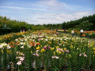 １０万本のゆりが咲き誇る篠山玉水ゆり園