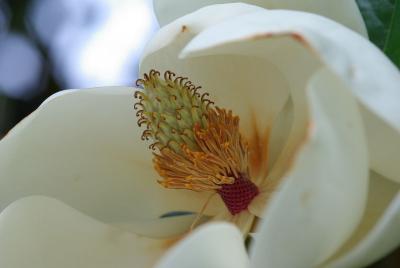 またまた京都府立植物園へ　初夏の花と戯れて～