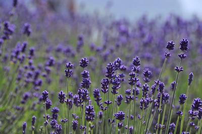 河口湖ラベンダー祭り