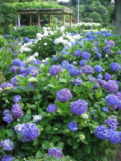 【茨城ノスタルジー】　保和苑のあじさいとレトロチックな谷中の散策