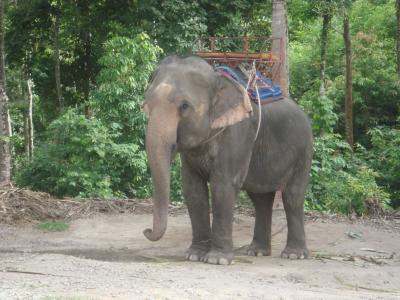 タイ6泊7日の旅☆パンガン島編