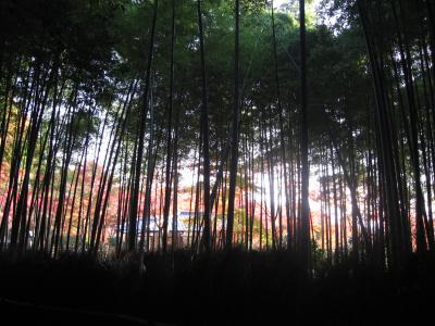 京都さんぽ～紅葉の嵐山～