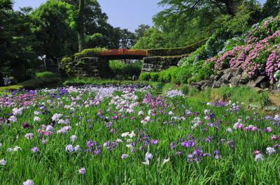 小田原城の紫陽花&amp;花菖蒲