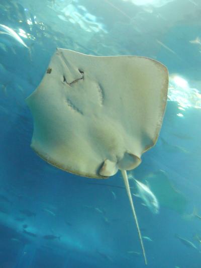 めんそーれ沖縄　（前編・８２枚）