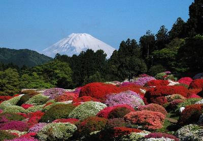 箱根のツヅジへ