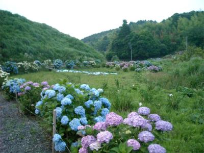 6月の夕べ、里山で蛍のひと時