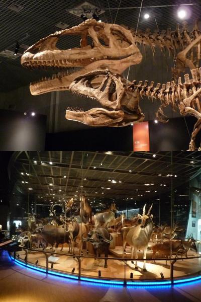 初めての上野国立科学博物館　大恐竜展、知られざる南半球の支配者（11thアニバーサリー東京1泊2日の旅?）