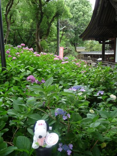 京都南部コミュ第三回オフ会《その２》◆藤森神社の紫陽花