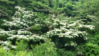 深緑の雲仙へ・・・６月２７日