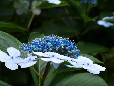 ２００９　飛鳥山下に紫陽花咲くー２　新型都電発見