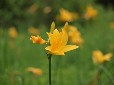 ２００９年６月　箱根湿生花園のノハナショウブとニッコウキスゲ