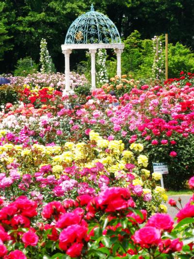 京成バラ園−01　バラ色に彩られた園で　☆ローズ･ユミも満開