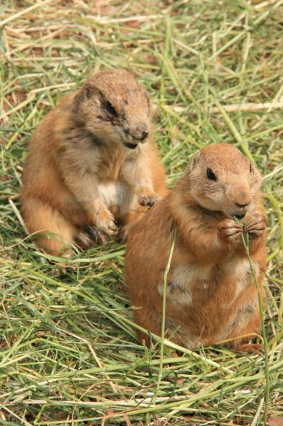 Tirp in こども動物自然公園　なつかしの動物園