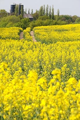 ★春のドイツ（７、完）菜の花満ちる頃、そして旅の終わり
