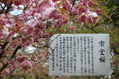 花弁が60枚もある珍しい桜、「宗堂桜」の花見