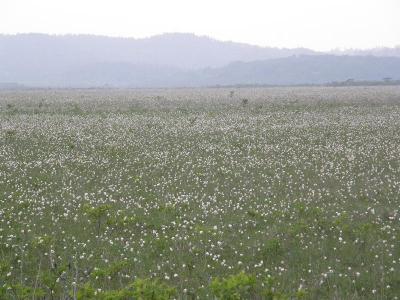 09年道東　初夏から夏へ　花と鳥を求めて霧多布湿原カヌーと無人島ツアー