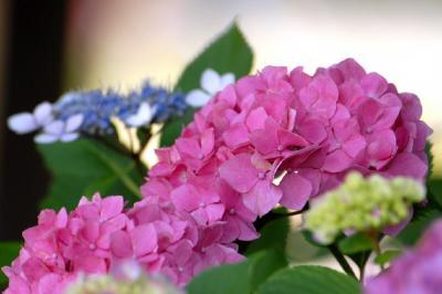 2009紫陽花シリーズ（5）蓮華寺