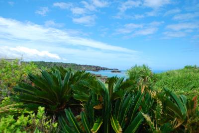 久々の沖縄です。