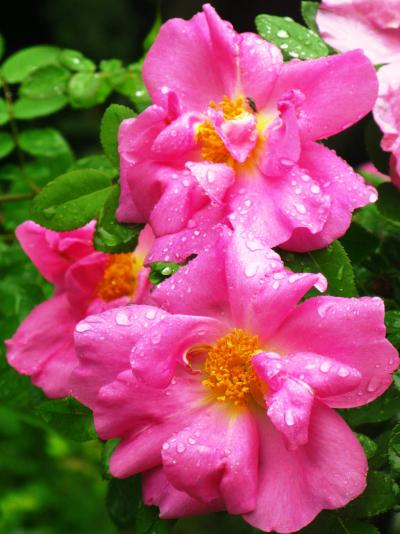 京成バラ園−08　遅咲きのバラ:露を湛えて　☆梅雨の昼下り閑散と