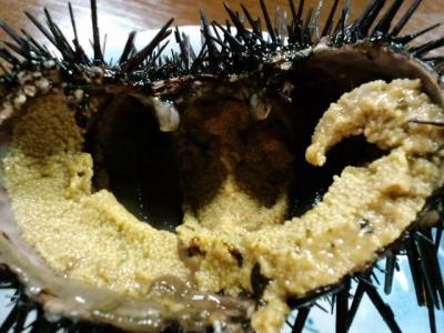 大間の生うにをめざして