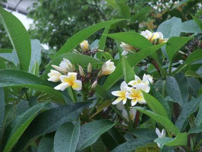 ●挙式＆旅行●ゆったり沖縄●