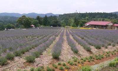 2009 ラベンダーフェスタ