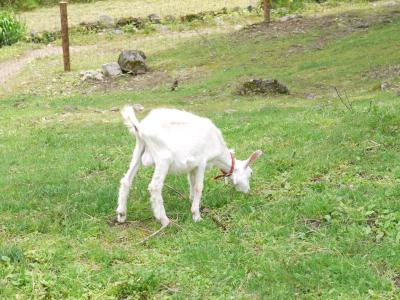 【新潟】1泊2日家族旅行