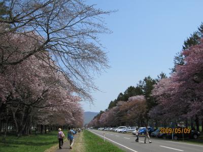 静内二十間道路桜並木～２００９年５月