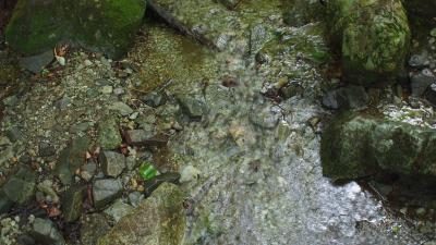 表尾根→鍋割山縦走