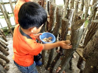 １０．伊豆の自然と触れ合う１泊旅行　修善寺しいたけの里のしいたけ狩りとバーベキュー　この日ゲットしたメジナは煮付け・キスは塩焼・椎茸はソテーして頂きました