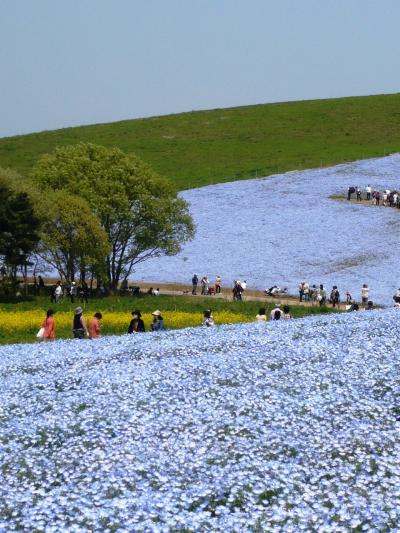 ４００万本の青い花「ネモフィラ」